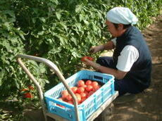 写真：トマト栽培