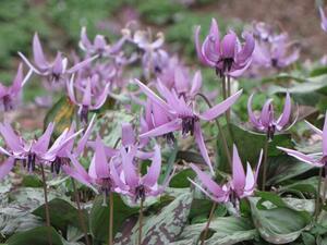 写真：稲荷山北斜面のカタクリの花