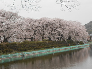 写真：鹿の川沼の桜