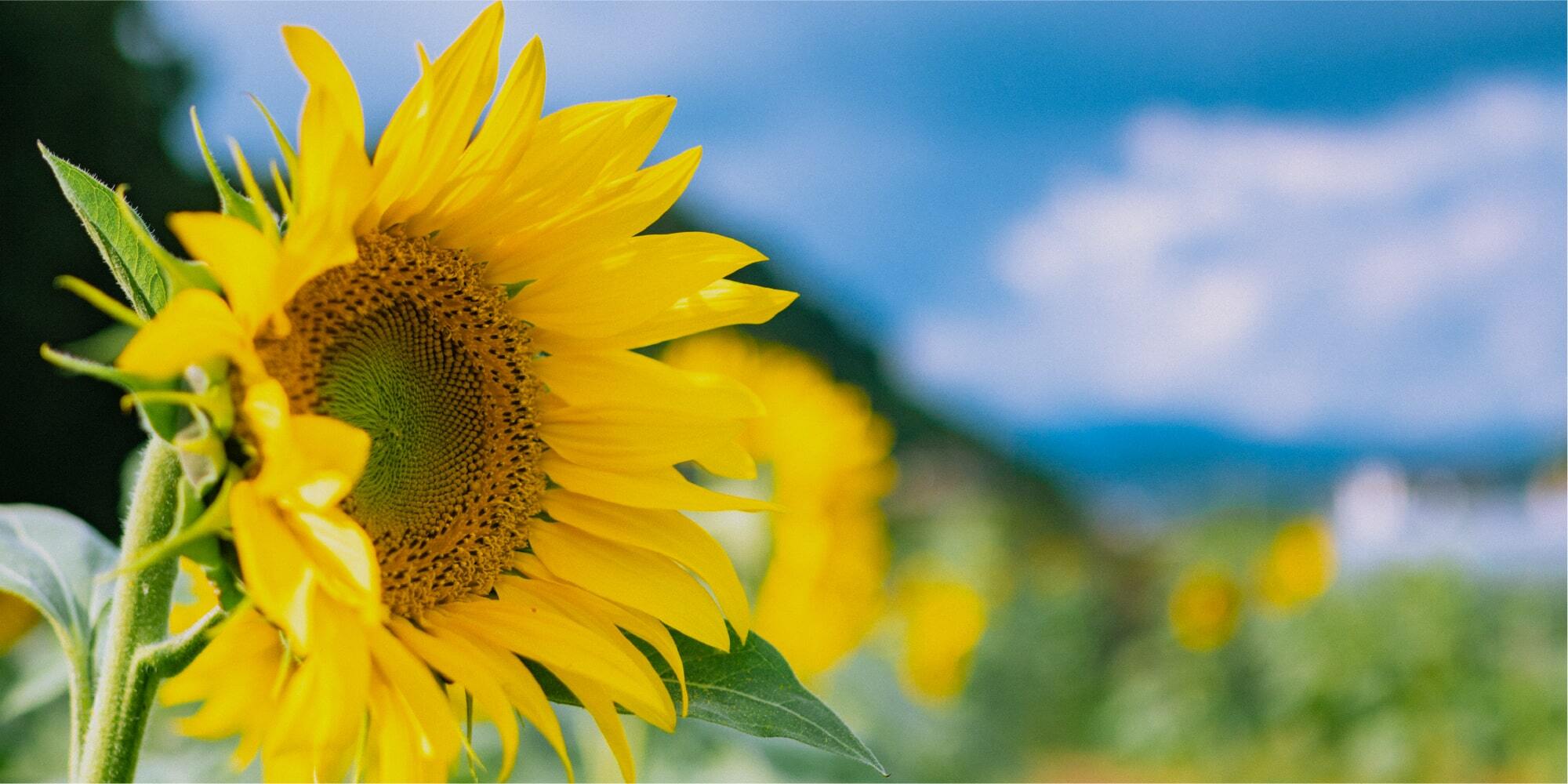 写真：ひまわりの花畑
