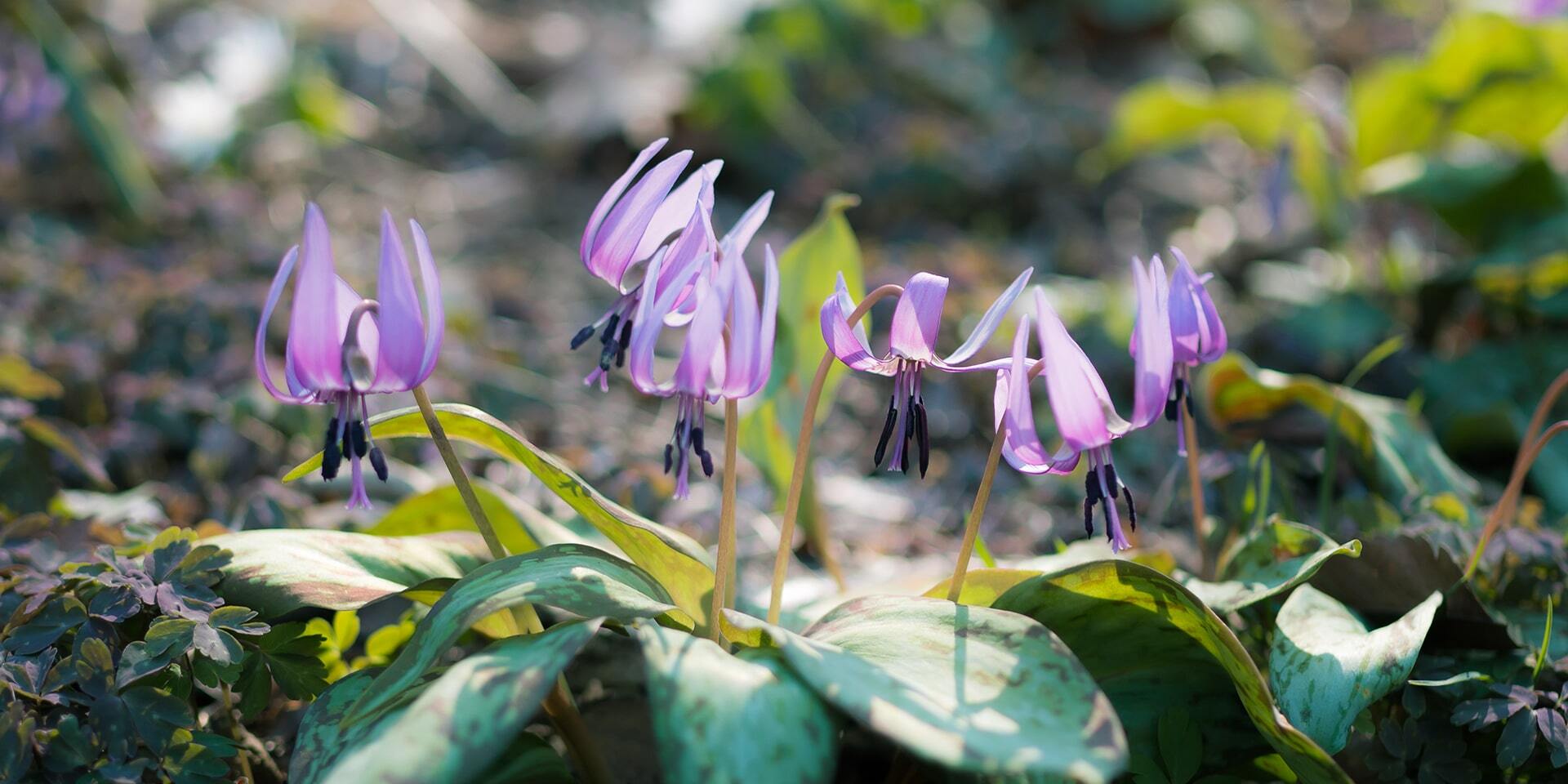 写真：岩宿の里カタクリ