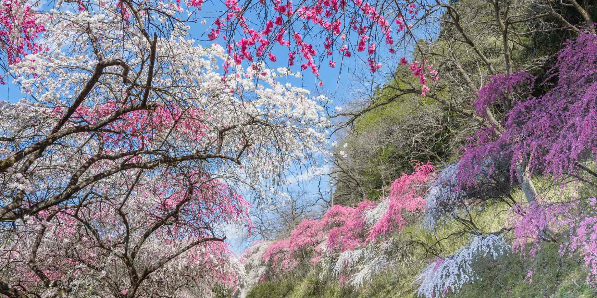 写真：小夜戸・大畑花桃街道