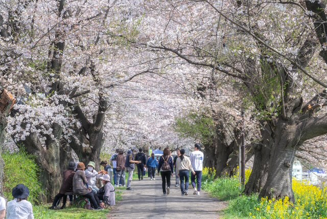 カタクリさくらまつり