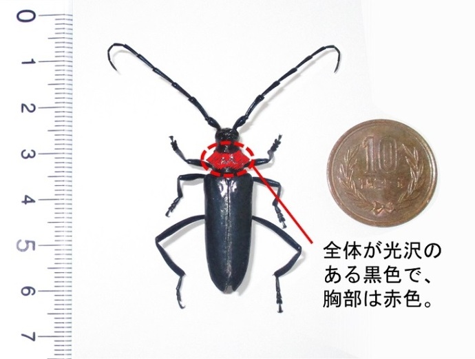 写真：クビアカツヤカミキリ1