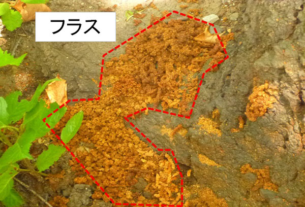 写真：フラス1
