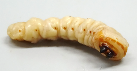 写真：クビアカツヤカミキリ2