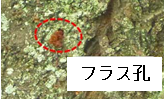 フラス孔