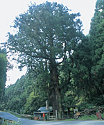 写真：大杉の全景