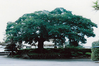 写真：鹿の川沼のエノキ