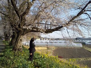 写真：鹿の川沼・桜と菜の花