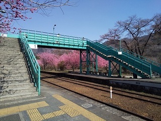 写真：神戸駅の花桃