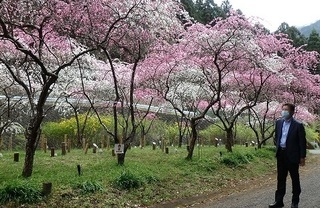 写真：小夜戸・大畑花桃