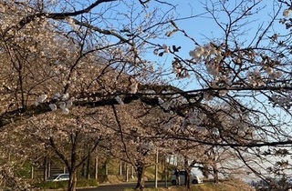 写真：鹿の川沼の桜