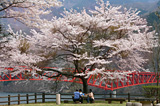 写真：桜（ソメイヨシノ）