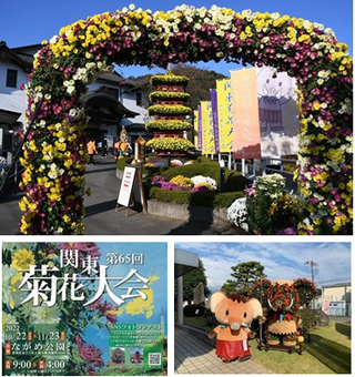 写真：ながめ公園「関東菊花大会」が満開です