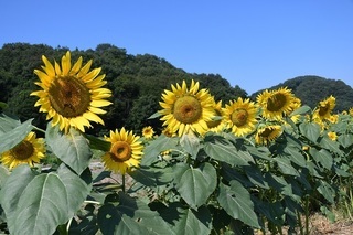写真：秋のひまわり
