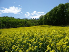 写真：鹿田山菜の花