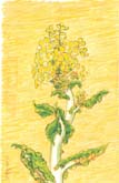 折れた菜の花