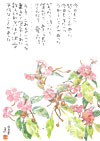 日日草