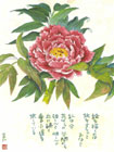 画像:ぼたん