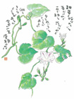 画像:昼顔