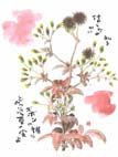 画像:草の実