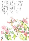 写真：日日草
