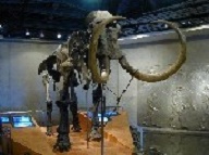 写真:マンモスゾウの全身骨格
