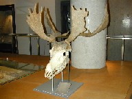 写真：オオツノシカの頭骨
