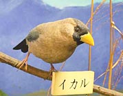 写真：イカルのバードカービング