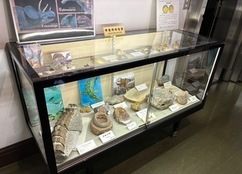 写真：「世界の化石」の展示