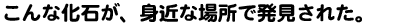 画像：こんなかせきが、みぢかなばしょではっけんされた