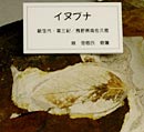 写真:イヌブナかせき