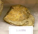 写真:くじらのけんこうこつのかせき