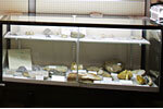 写真：「美しい鉱物（足尾銅山産出）」・「大間々周辺の化石」の展示