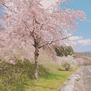 写真：2023桜1