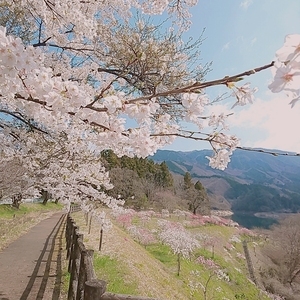 写真：2023桜2
