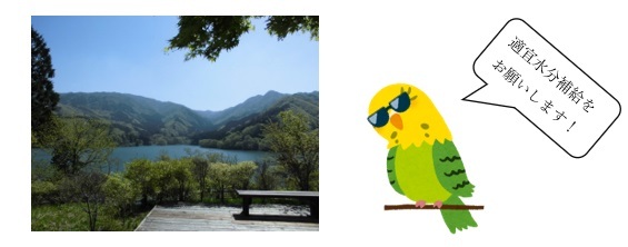 写真：インコ