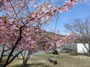 写真：2022　桜
