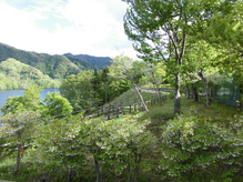 写真：新緑