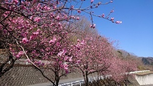 写真：花桃