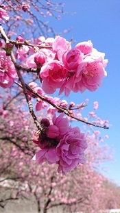 写真：花桃2