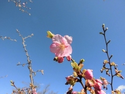 写真：河津桜