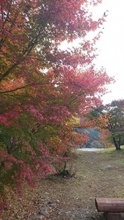 写真：紅葉3