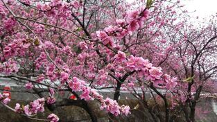 写真：花桃1