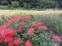 写真：鈴の鳴る道8