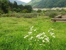 写真：野の花アート体験2