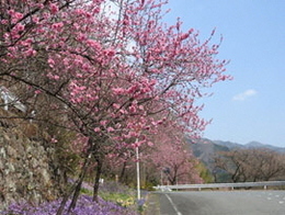 写真：鈴の鳴る道3