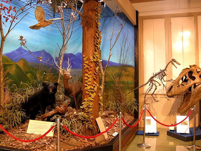 写真:自然展示室