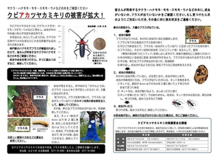 写真：クビアカツヤカミキリの被害はありませんか？